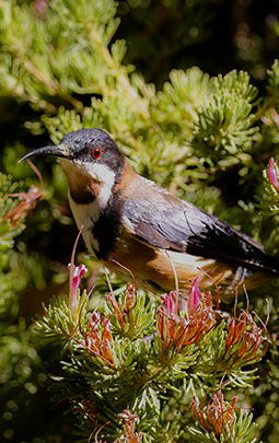 Eastern Spinebill feeding on the nector from the native Austrlain flowering shrubs in front of the amenities building at Grampians Paradise Camping and Caravan Parkland