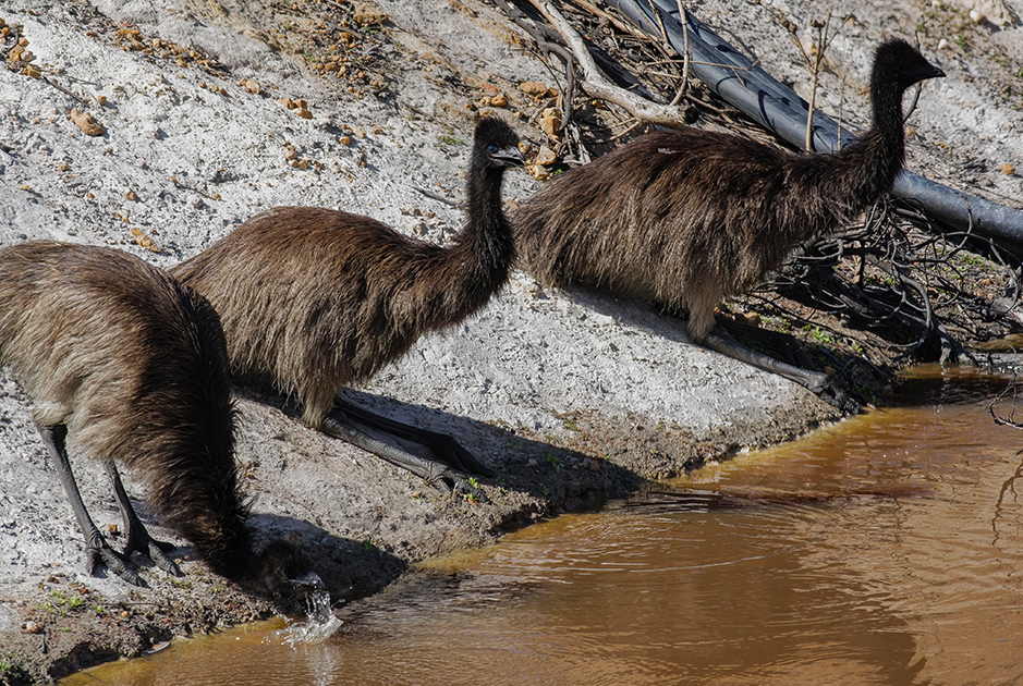 Young juvenile emus chicks drinking at a waterhole on Redman Farm (Grampians Paradise) � Autumn 2014